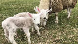 North Country Cheviot twin ewe lambs born 4 hours earlier out on pasture with their mother [upl. by Iorio188]