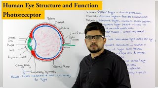 Structure of Human Eye  Photoreceptor  Biology lecture [upl. by Nitaj]