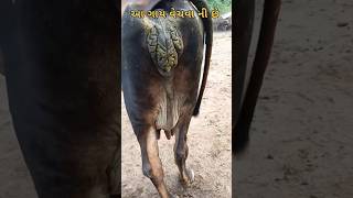 આગાય વેચવાની છે viralvideo cow shorts [upl. by Oniram]