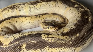 I have THOUSANDS of Ball Pythons let’s take a look at some of my Adults [upl. by Ho]