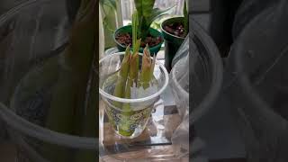 How to grow lemongrass from cutting [upl. by Arec]