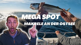 Mega Makrelen Spot Angeln in Dänemark [upl. by Booth]