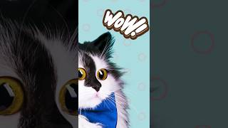 Kitten vs Balloon daring Himalayan kitty cat gets startled [upl. by Olnay]