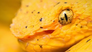 Ferdelance Bothrops asper Eyelash Pit Viper Bothriechis schlegelii snakes of Costa Rica [upl. by Alfred970]