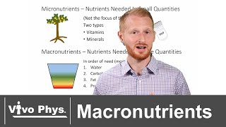 The Four Macronutrients [upl. by Bushey]