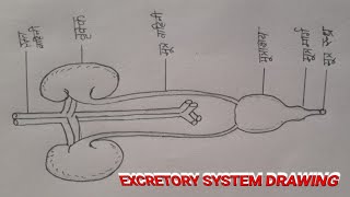 EXCRETORY SYSTEM DROW EASY WAY [upl. by Dry]