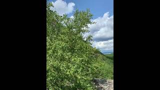 Precipice Trail in Acadia National Park [upl. by Joao226]