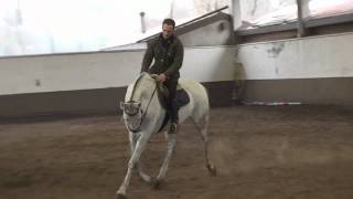 Francesco Vedani Equitazione  Cavallo con bocca difficile parte 1 rollkur [upl. by Cort]