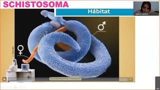 SCHISTOSOMA [upl. by Alten]