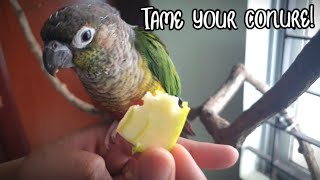 How to tame a conure  Taking your bird out of the cage and training steps [upl. by Eceinehs]