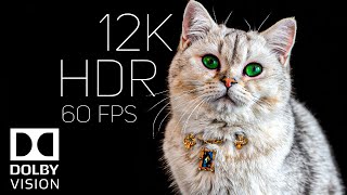 Real Clarity 12K HDR 60fps  Dolby Vision [upl. by Sidonnie]