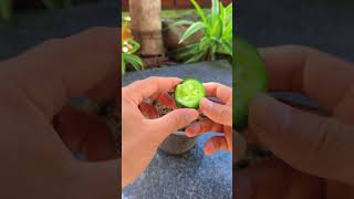 Tips for growing cucumbers at home shorts cucumber [upl. by Fisuoy]