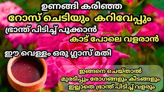 റോസും കറിവേപ്പും ഭ്രാന്ത് പിടിച്ച് പൂക്കാനും തഴച്ച് വളരാനും ഈ വളം മാത്രം മതി Curry leaves fertilizer [upl. by Lytsirk988]