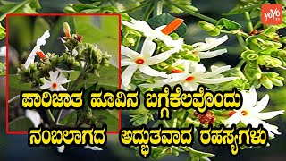 ಪಾರಿಜಾತ Night Flowering Jasmine Unbelievable Secrets  Parijat Tree and Flower  YOYO Kannada News [upl. by Weissmann]