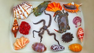 Finding Hermit Crab and Ornamental Fish Crab Conch Shell Starfish Sea Urchin pufferfish eel [upl. by Nolrac]