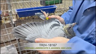 TR2418167 Stefaan Lambrechts x Janssen Van Loon [upl. by Dewitt]