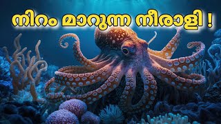 ഇത്ര വലിയവനായിരുന്നോ നമ്മുടെ നീരാളി facts interestingfacts subscribe newfacts new views [upl. by Gerry188]