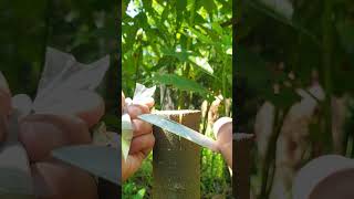 Grafting example grafting shortfeed graftingtechniques topworking sambungpucuk fruit [upl. by Acinorahs]