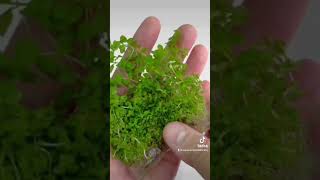 Lysimachia Nummularia Creeping Jenny  Aquarium Plants Factory aquariumplantsfactory reels short [upl. by Llertnom631]