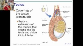 anatomy physiology chapter 22 part 1a [upl. by Albertson]