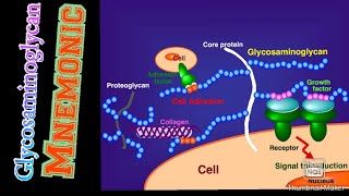 GlycosaminoglycanGAG MnemonicBest Way to remember itMBBS Knowledge [upl. by Notnilc]