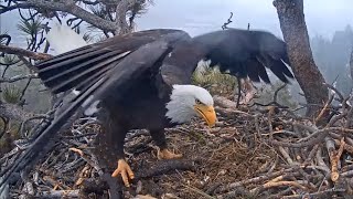 FOBBV🦅VIEWER DISCRETION⚠Jackie Consumes Remaining Egg💔No Visible Development 20240413 [upl. by Giraldo]