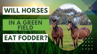 Do Horses Prefer Green Grass or Fresh Fodder [upl. by Mirielle]