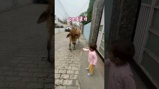 Big cow cowvideos funny 1million cutebaby [upl. by Newo]