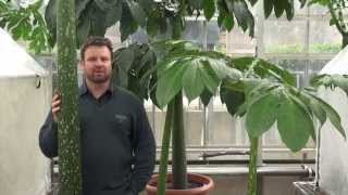 Propagating the Corpse Flower  Vertical Method [upl. by Haskins899]