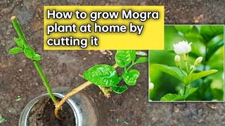 How to grow Mogra plant at home by cutting it [upl. by Anwahsad]