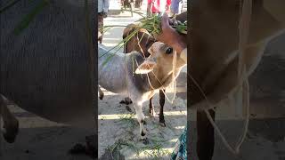 The baby cow cow animalsoundeffects animalsouds short babyanimal cute [upl. by Mikel749]