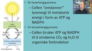 Fotosyntese Innledning [upl. by Clere]