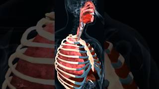 Respiratory system details in 3D viralshorts stories [upl. by Salohcin725]