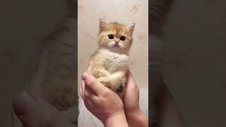 cute cat videos 😺💖chipi chipi chapa chapa [upl. by Carlie]