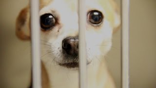 Animal Control Pet Adoption PSA Full 100 [upl. by Olia]