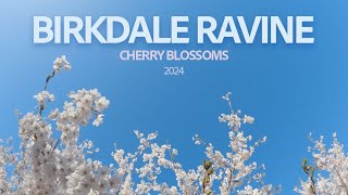 Cherry Blossoms in Birkdale Ravine Scarborough  Spring 2024 [upl. by Enaej]