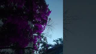 Purple Tree💜💜💜 like and subscribe please 🙏 [upl. by Wendell206]