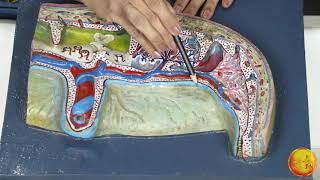 AnatomyEmbryology model of PlacentaDr Vaishali Mandhana [upl. by Holcomb]