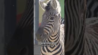 Uncovering Fascinating Facts About Zebras [upl. by Griffith563]