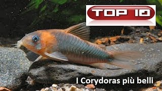 Top 10 Corydoras più belli in acquario 🐠 [upl. by Audun]