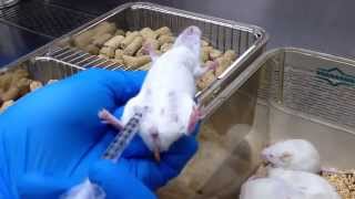 Intraperitoneal IP injection for mice 小鼠腹腔注射 [upl. by Elleynod907]