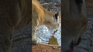 Mantando a sede dos animais do meu sertão agua vida birds animals [upl. by Gambrill]