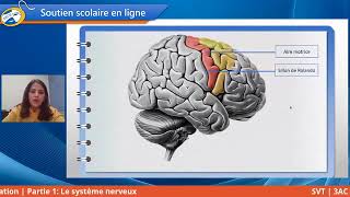 en 10 minutes le système nerveux 3ac leçon simple SVT الجهاز العصبي للثالثة اعدادي [upl. by Htiel]