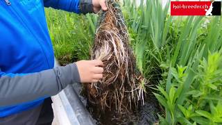 Wasserpflanzen im Gartenteich  So erblüht in Zukunft auch Ihre heimische Oase [upl. by Aramit]