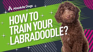 How to Train Your Labradoodle [upl. by Ellwood952]