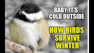 How Birds Survive Winter [upl. by Neila910]