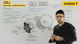 Golgi apparatus  structure and function of golgi body  Video 7 [upl. by Sirhc]