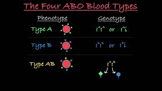 Blood Type Genetics Explained [upl. by Hazrit102]