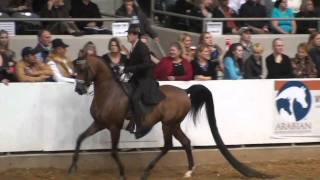 The WorkOff  Afires Heir and Vegaz in Open English Pleasure US Arabian Nationals 2010 Part 2 [upl. by Keeley]