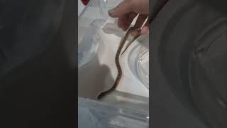 The deadliest snake in the world sawscaledviper echis snakes snake venomoussnakes [upl. by Cari]